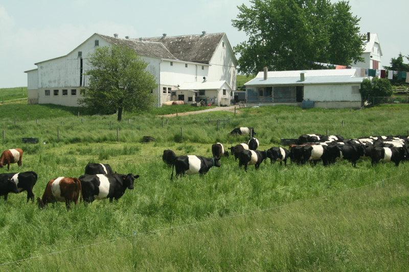 Dutch Meadows Dairy