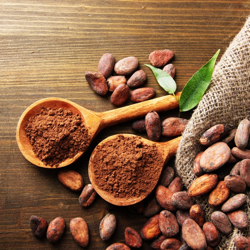 cacao or cocoa