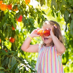 Little Girl Picking Peaches