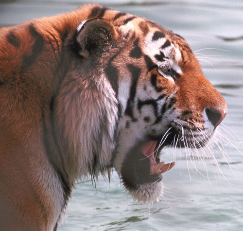 growling tiger