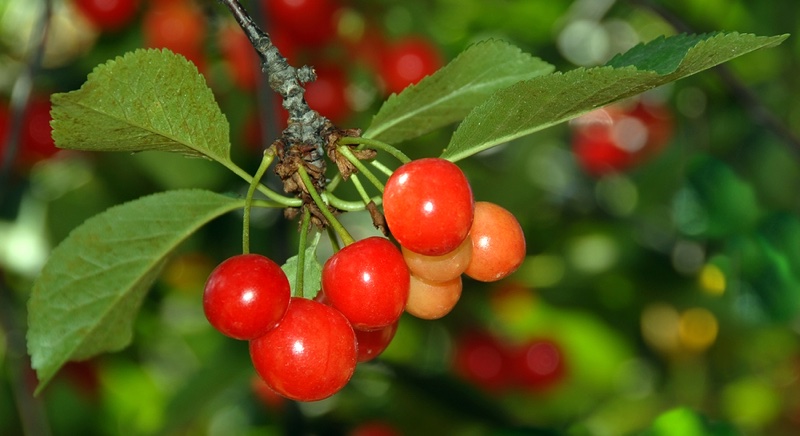 Cherries on a Tree