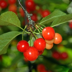 Tart Cherries on a Tree Branch