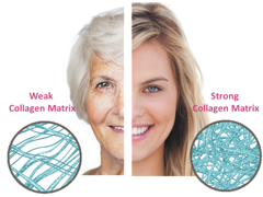 Collagen: Your “Beauty-Youth-Health” Connection