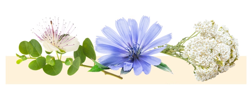 Liver Protector herbs