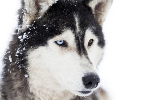 husky dog Upper Yukon