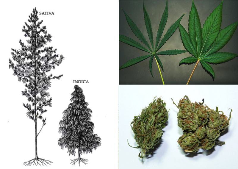 cannabis hemp difference