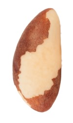 brazil nut