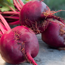 beets with betanin red pigment for alzheimer's