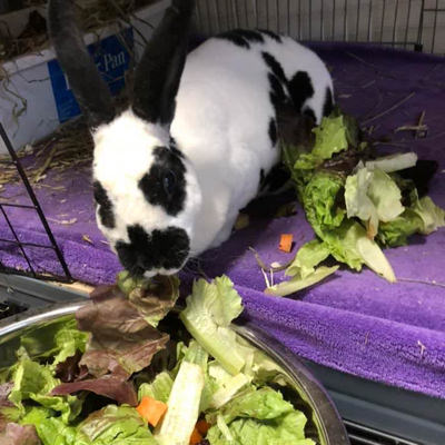 Lola the mini rex eating scrap organic produce