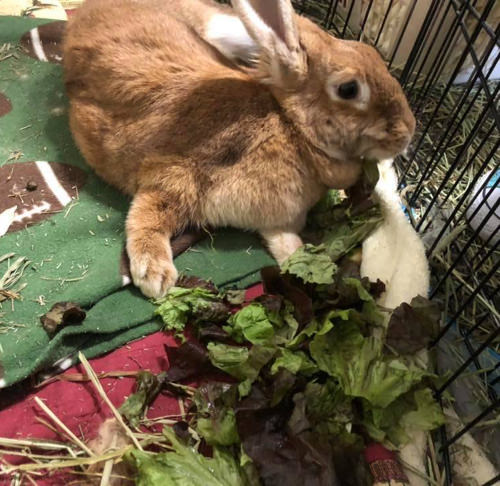 Sweet Pea the paralyzed rabbit