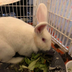 Martindale's produce donations to rabbits