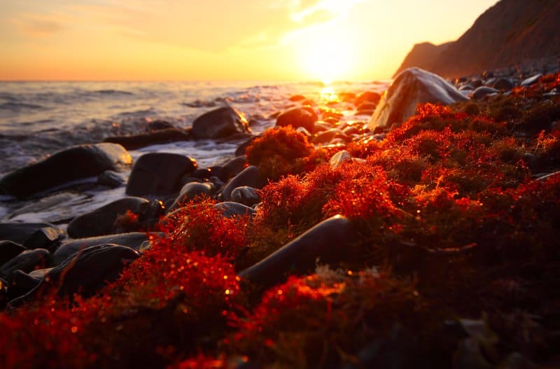 astaxanthin carotenoid from red algae