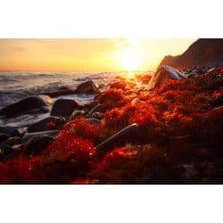 red algae with astaxanthin antioxidant with sunset