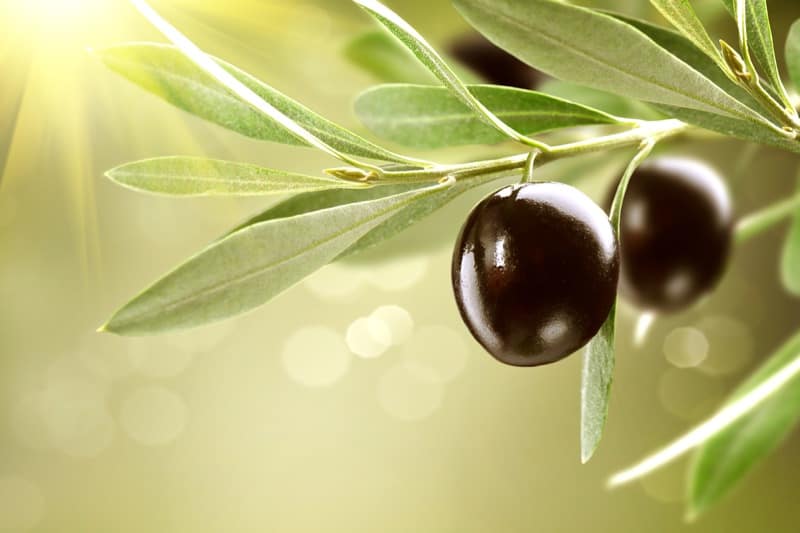 olive leaf extract for supplements for immune system