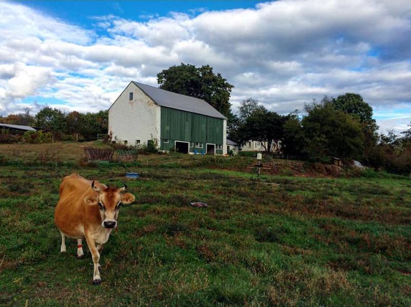 cow in the field of local dairy farm