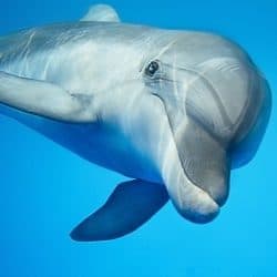 dolphin swimming happily in the ocean