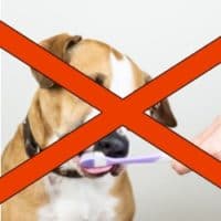 A dog having its teeth brushed.