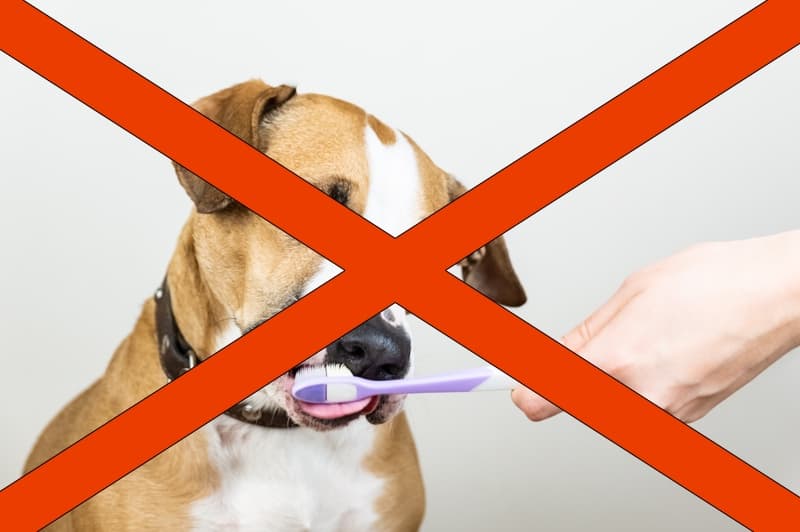 A man brush a dog's teeth. The image is covered with a red x. 