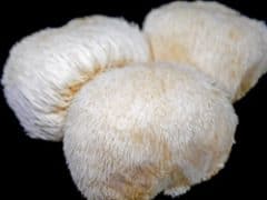 Fresh Lion's Mane Mushroom Fruiting Bodies