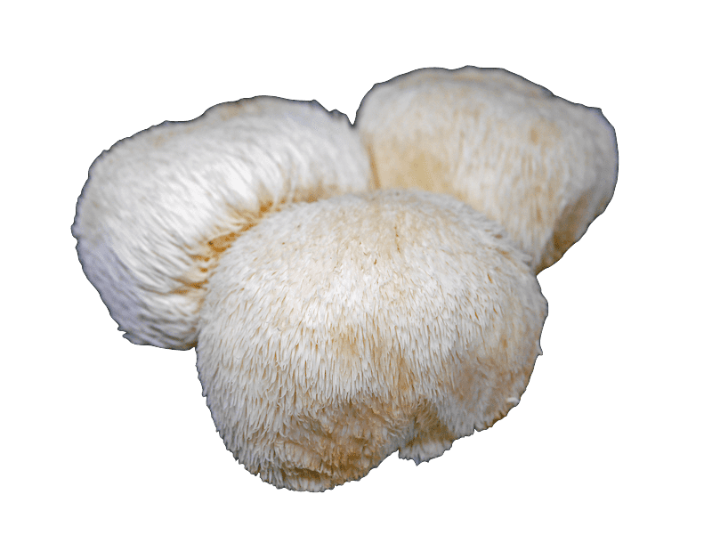 Fresh Lion's Mane Mushroom Fruiting Bodies