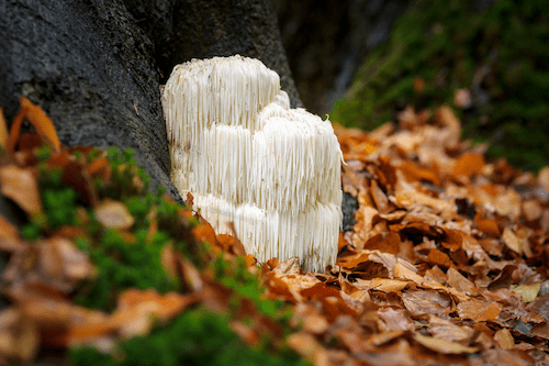 Fresh Lion's Mane Mushroom Growing Wild