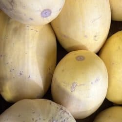 Organically-grown Spaghetti Winter Squash in the Martindale's Produce section