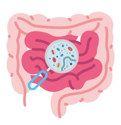 There are trillions og good bacteria in your gut. Support them with prebiotics and probiotics.