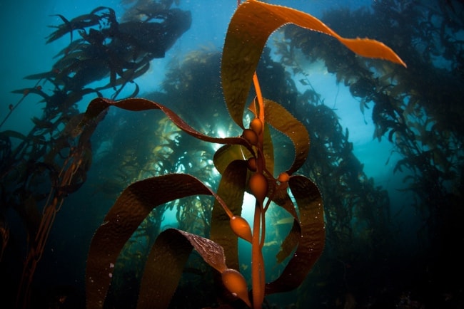 kelp is used in sea plant supplements due to its high nutritional content 