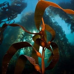 Kelp is perfect for sea plant supplements due to its nutritional benefit