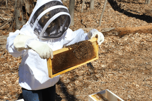 Sharon Jardine inspecting a hive for local honey