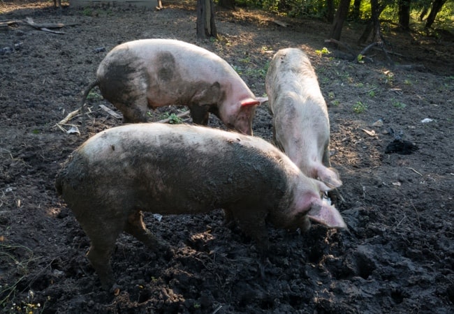 antibiotic free pork comes from happy pigs like these
