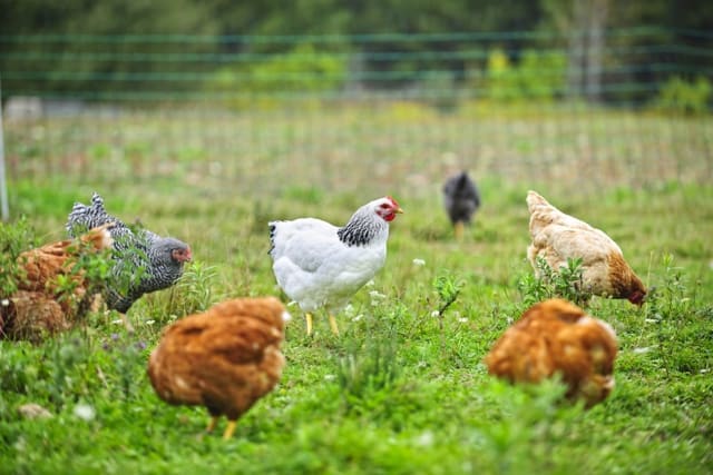 local eggs from free range chickens