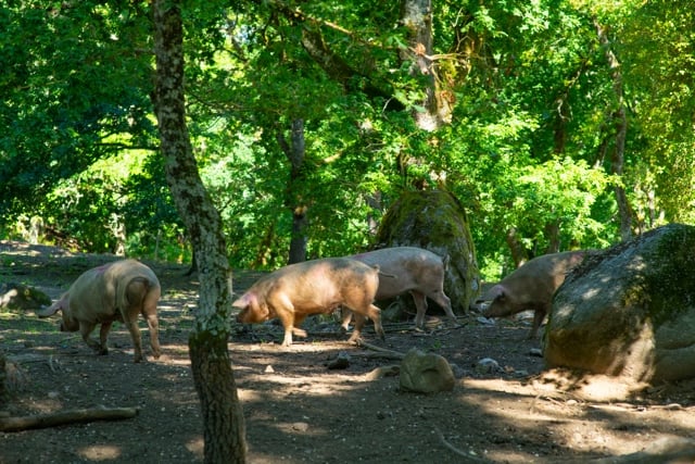 heritage pork comes from happy free-range pigs
