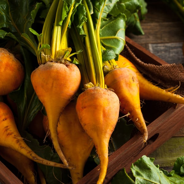 Benefits of golden beets outlet