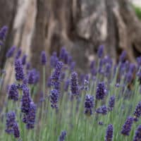organic english lavender plants