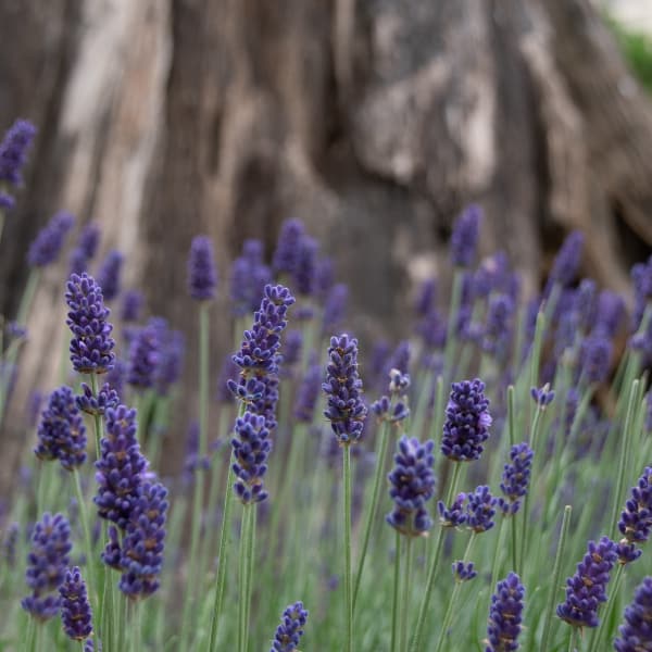 organic munstead lavender plant