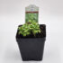 Organic live basil plants