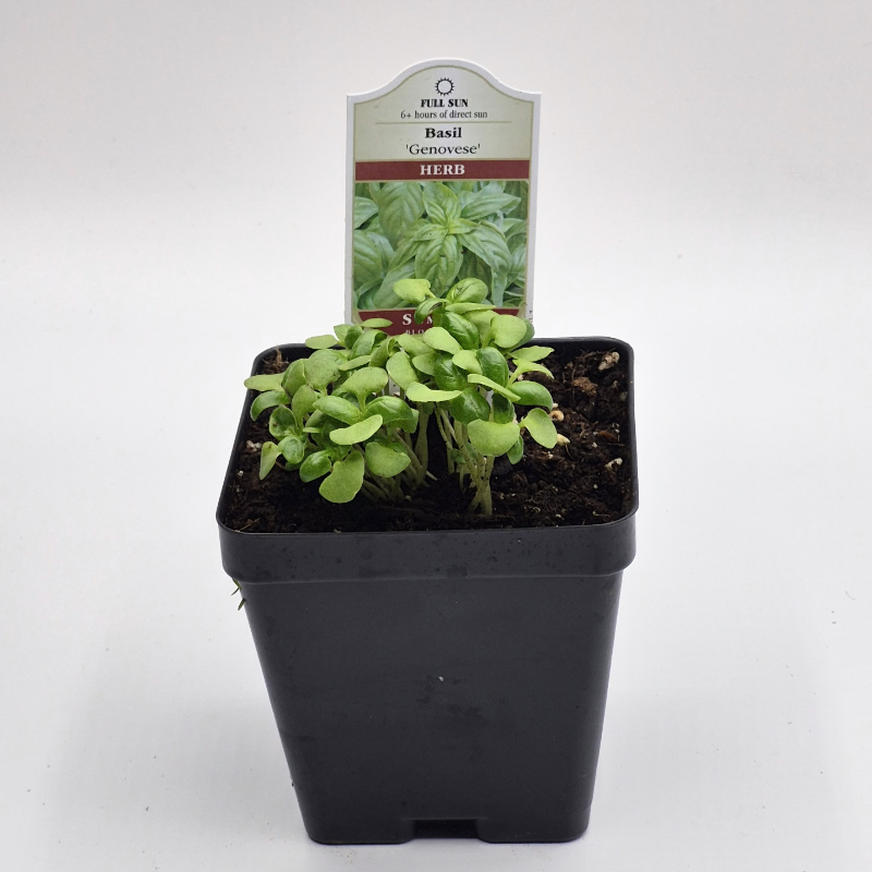 Organic live basil plants